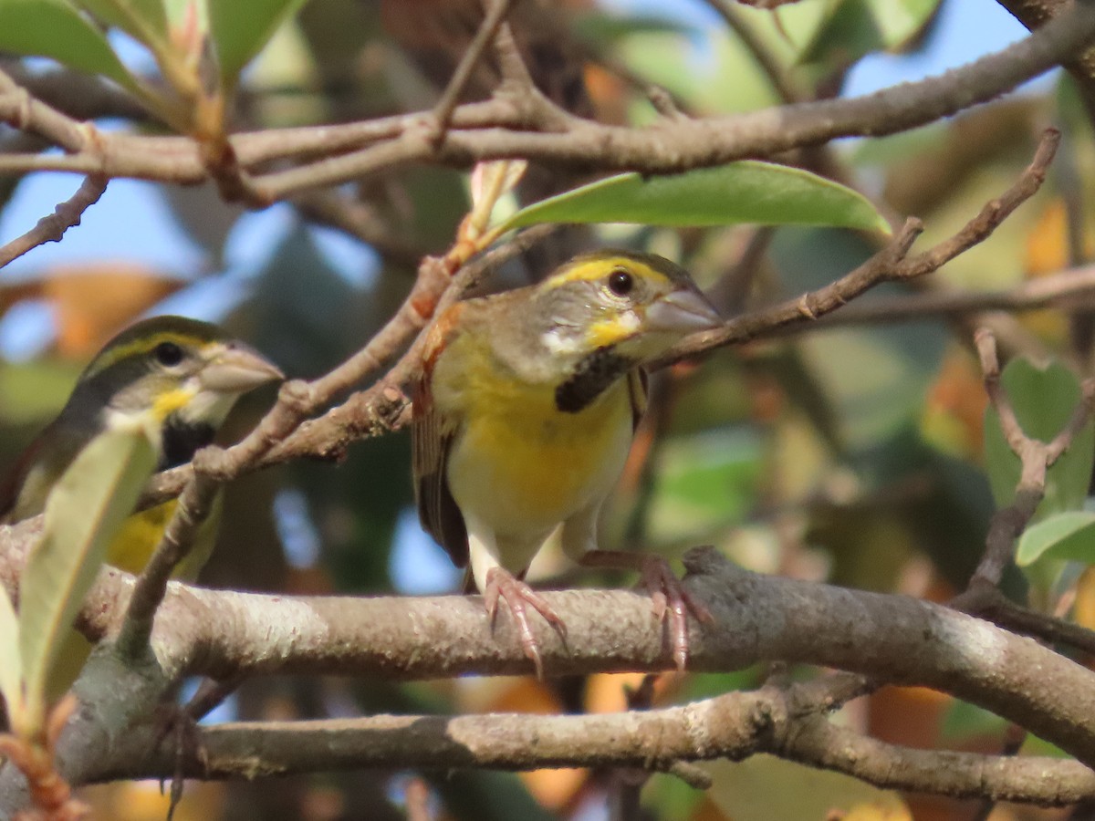 Dickcissel d'Amérique - ML616453715