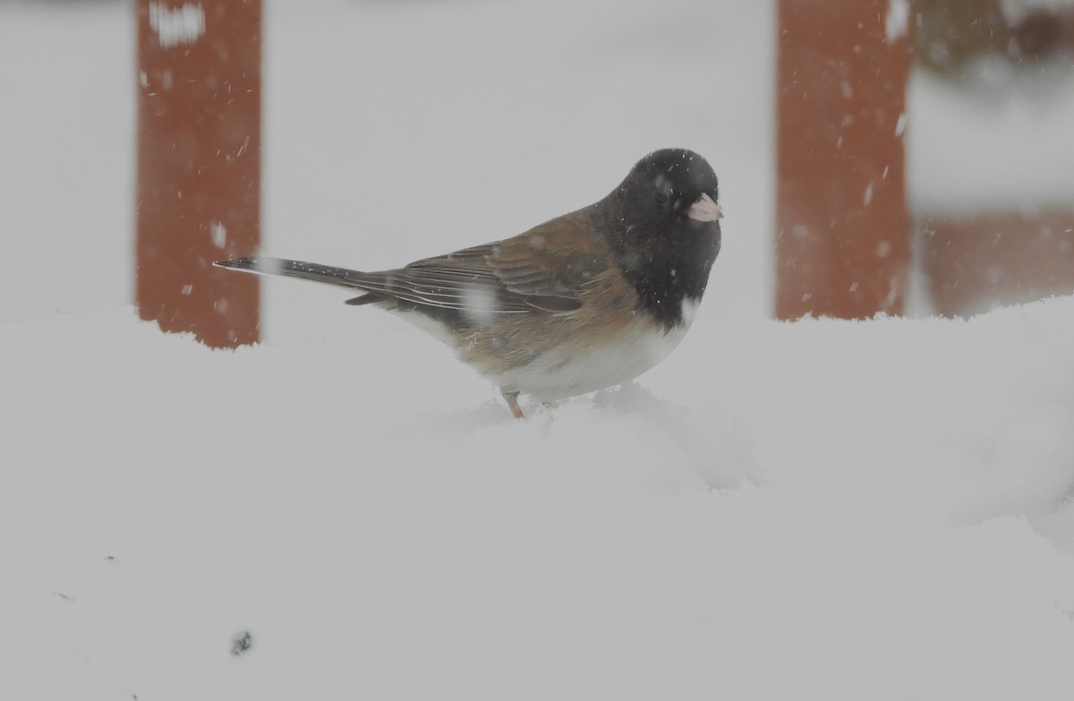 Dark-eyed Junco (Oregon) - ML616453736