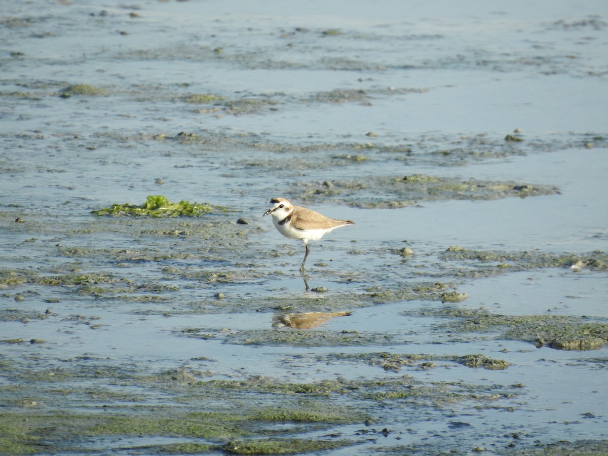 Kentish Plover - ML616453765