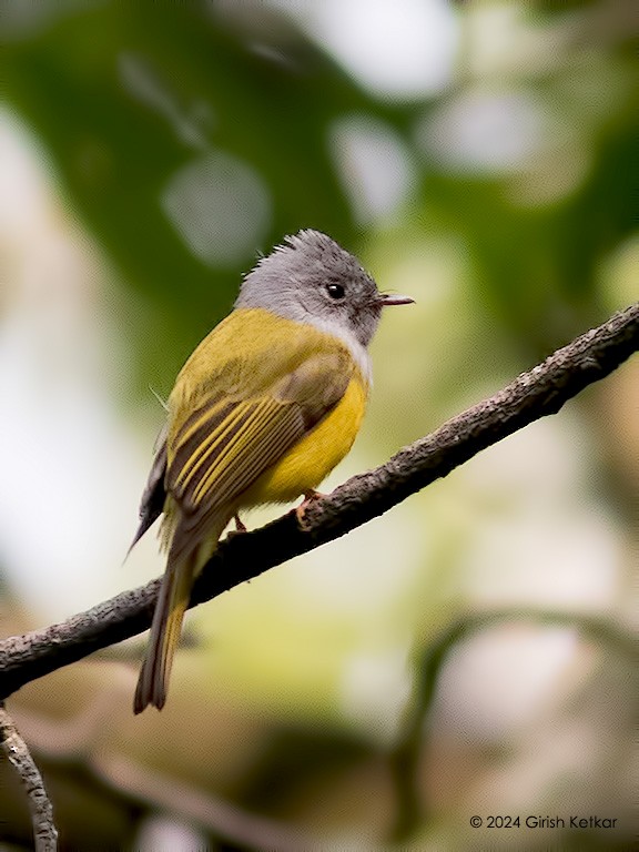 Gray-headed Canary-Flycatcher - ML616453770