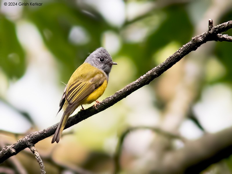 Gray-headed Canary-Flycatcher - ML616453772