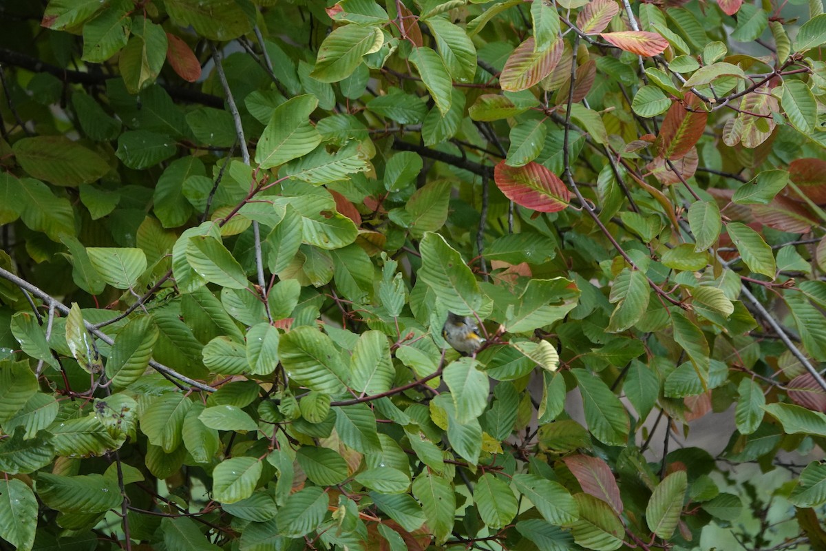 Yellow-rumped Warbler - ML616453818