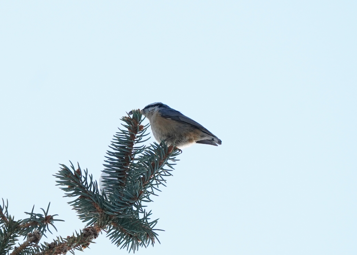 Red-breasted Nuthatch - ML616453883