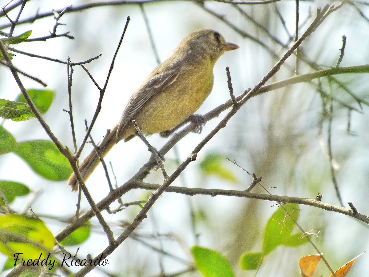 Cuban Vireo - ML616453890