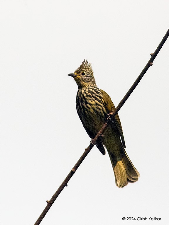 Striated Bulbul - GIRISH KETKAR