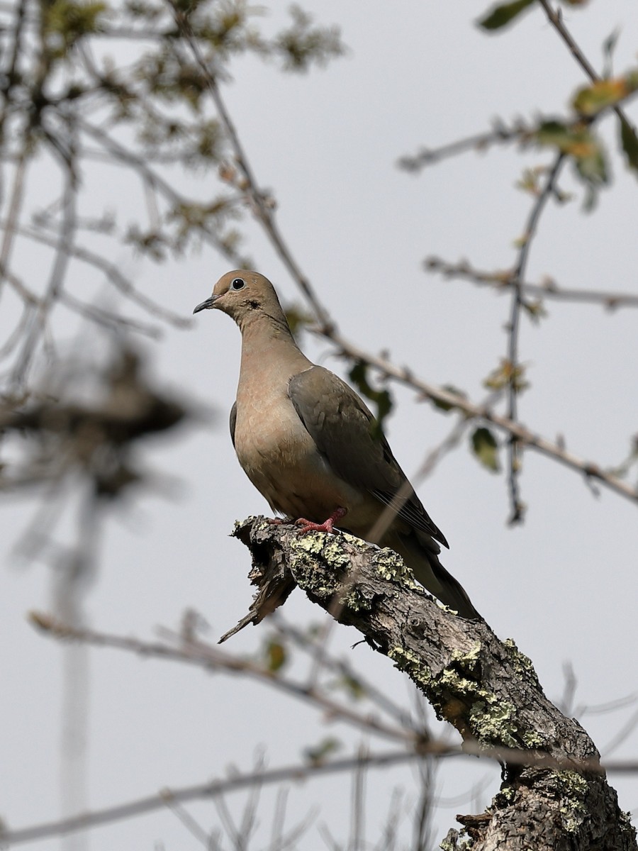 Mourning Dove - ML616453907