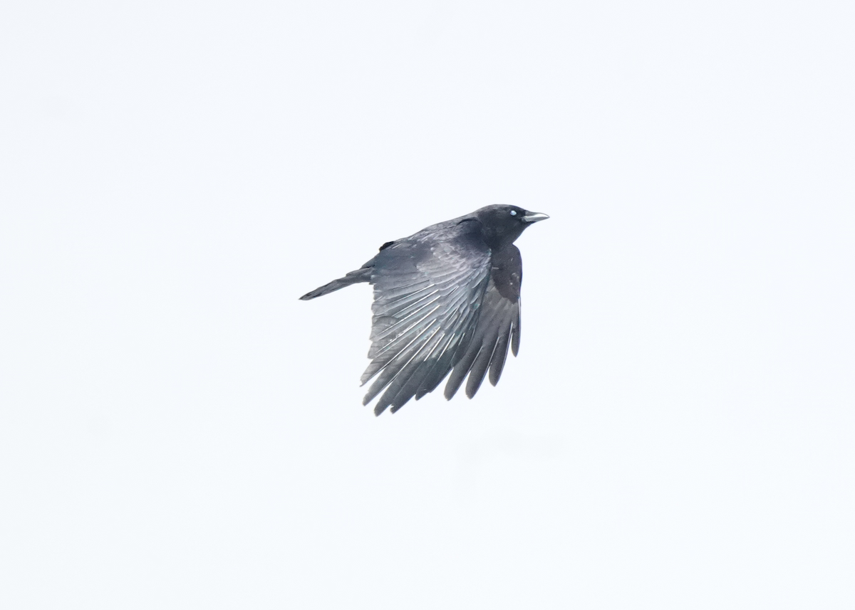 American Crow - ML616453927