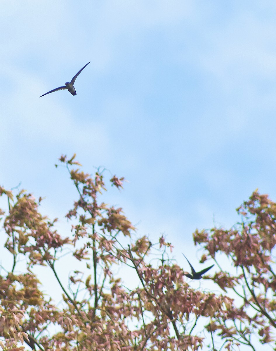 Philippine Swiftlet - Jay-c Casio