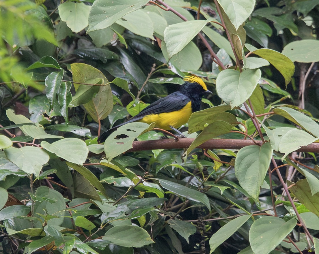 Sultan Tit (Yellow-crested) - Iván Mota