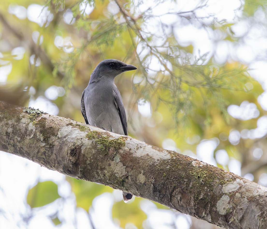 Large Cuckooshrike - ML616454001