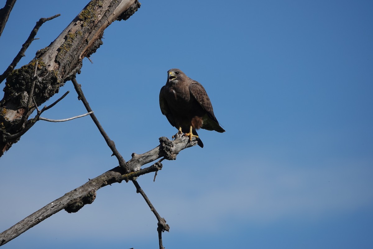 Swainson's Hawk - Molly Donahue