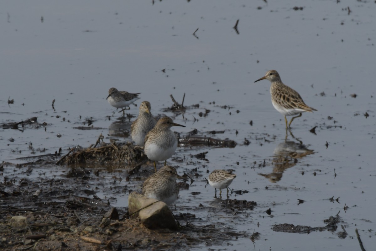 Pectoral Sandpiper - ML616454078