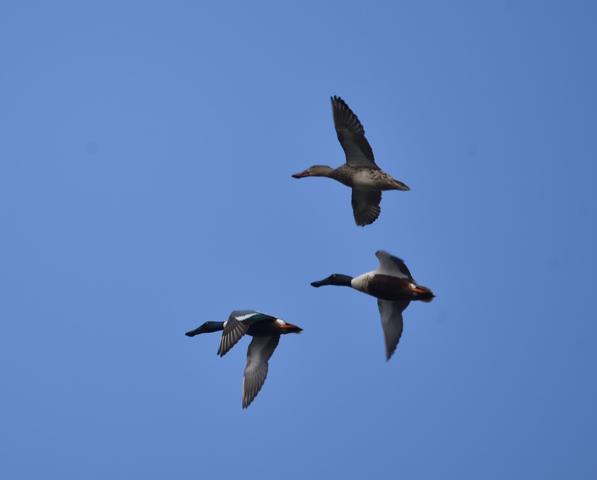 Халбага нугас - ML616454152