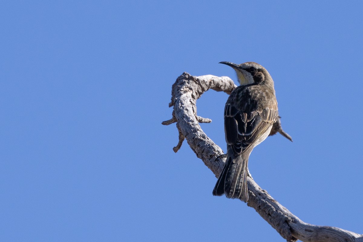 Tawny-crowned Honeyeater - ML616454190