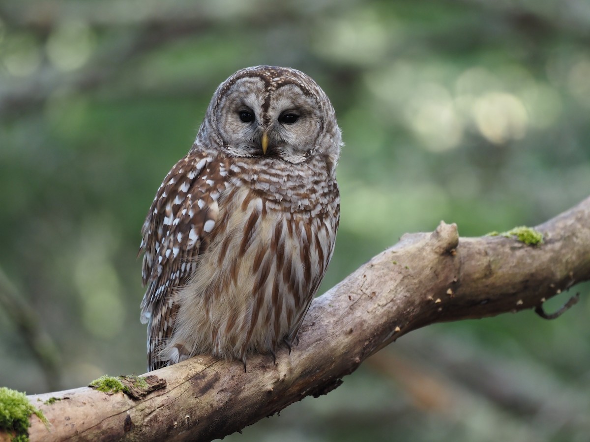 Barred Owl - ML616454199