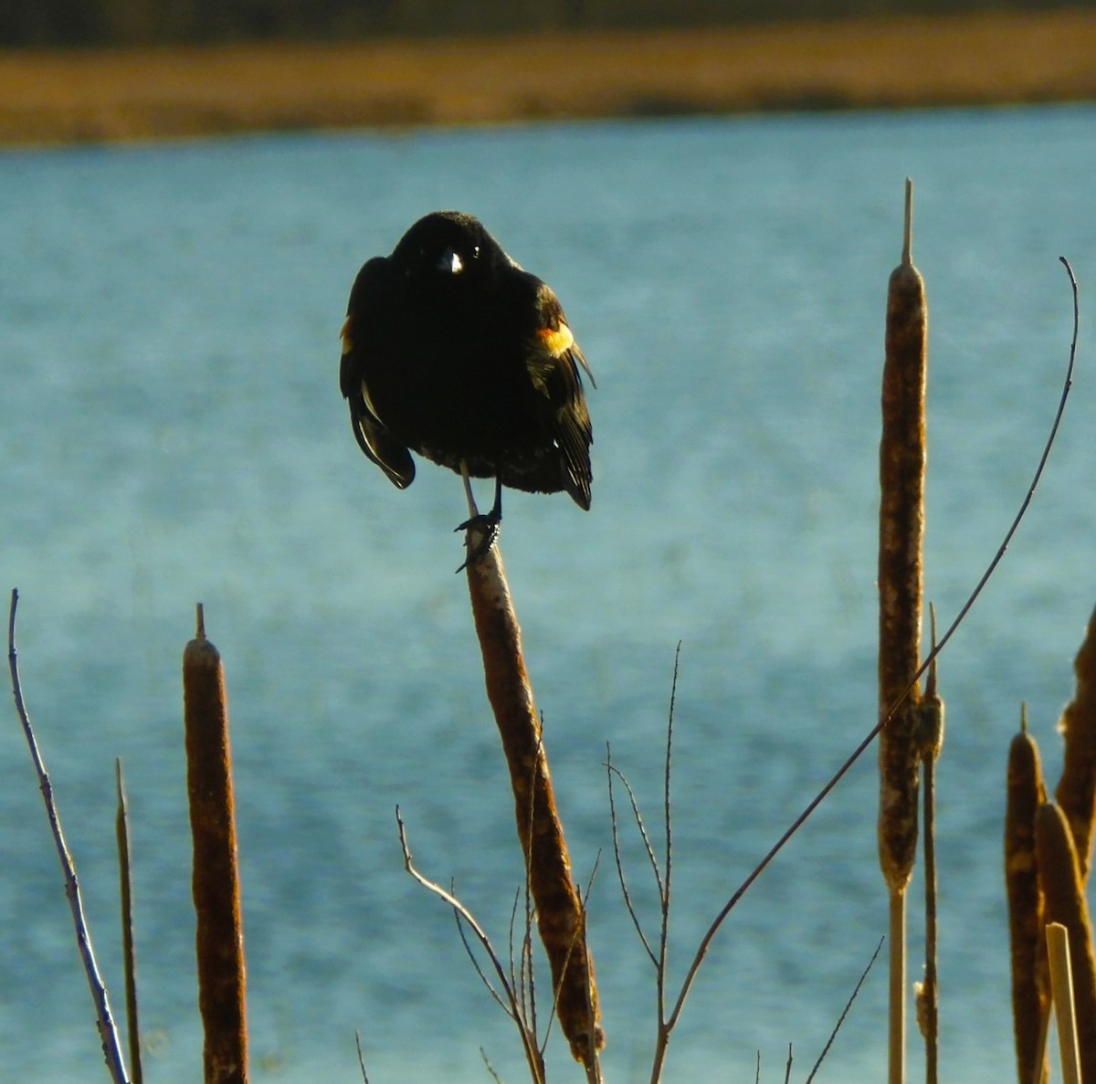 Red-winged Blackbird - ML616454207