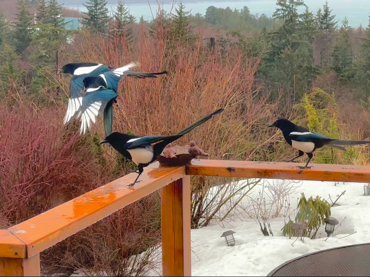 Black-billed Magpie - Detlef Buettner