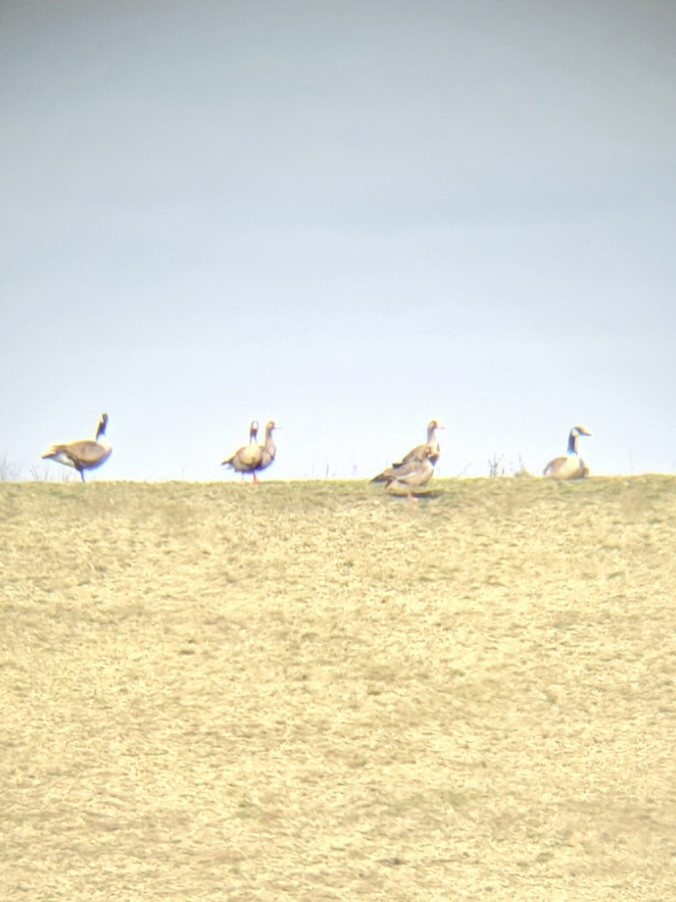 Greater White-fronted Goose - ML616454244