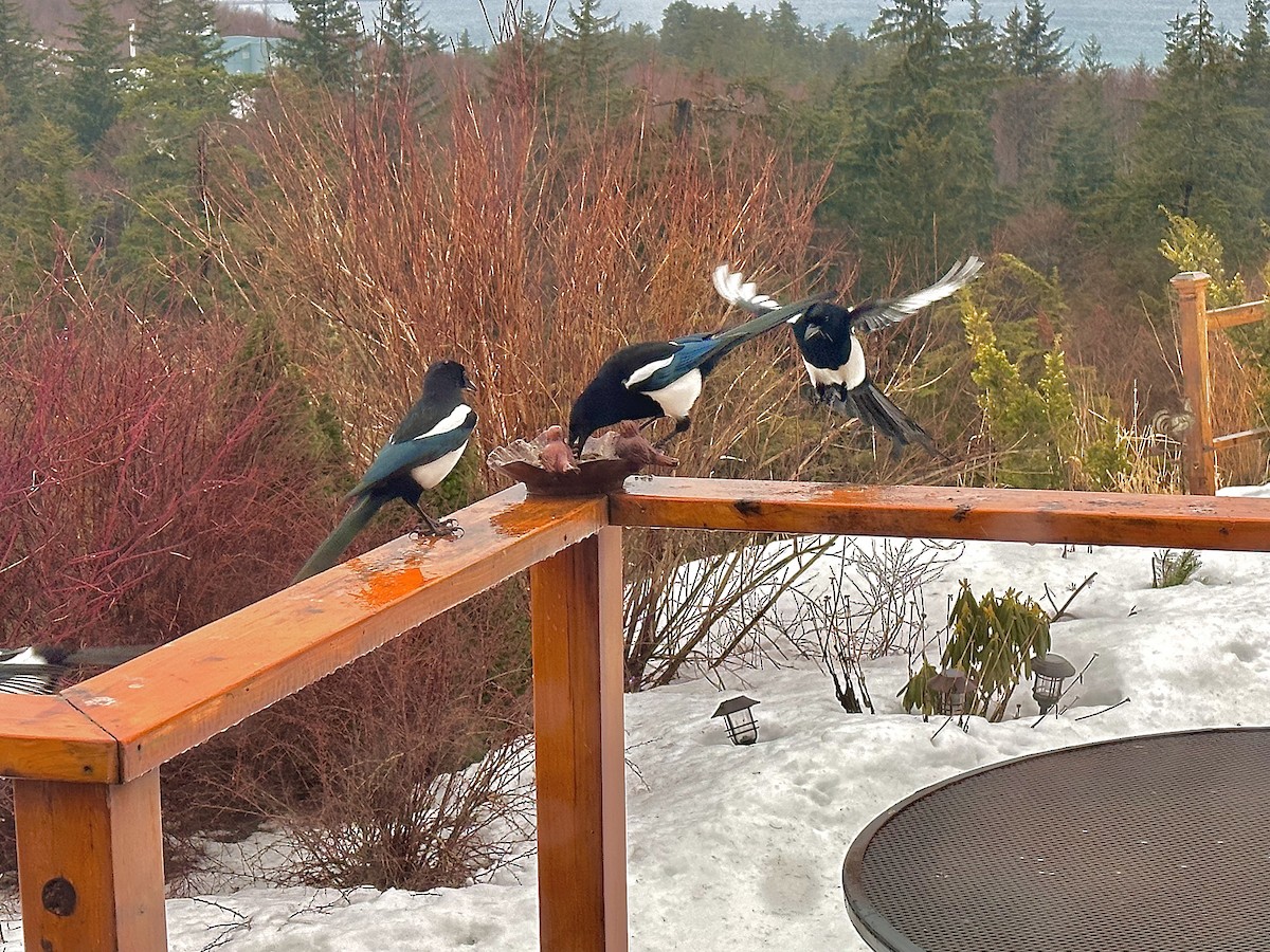 Black-billed Magpie - Detlef Buettner