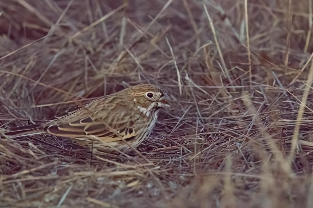 Lark Bunting - Conor McMahon