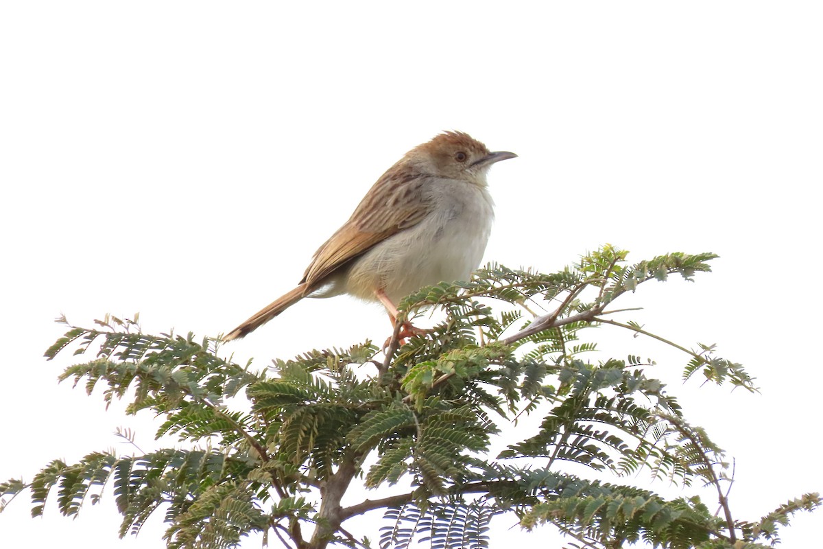 Rattling Cisticola - ML616454298