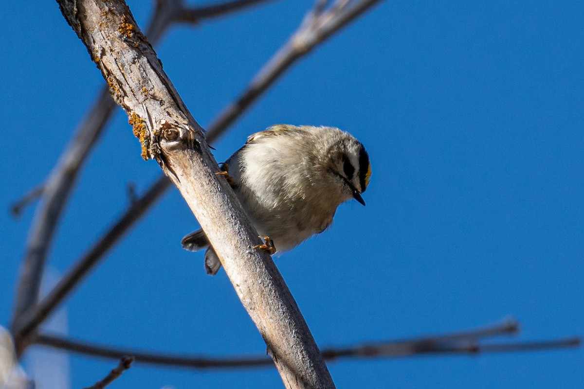 Golden-crowned Kinglet - Andrew Kuntz