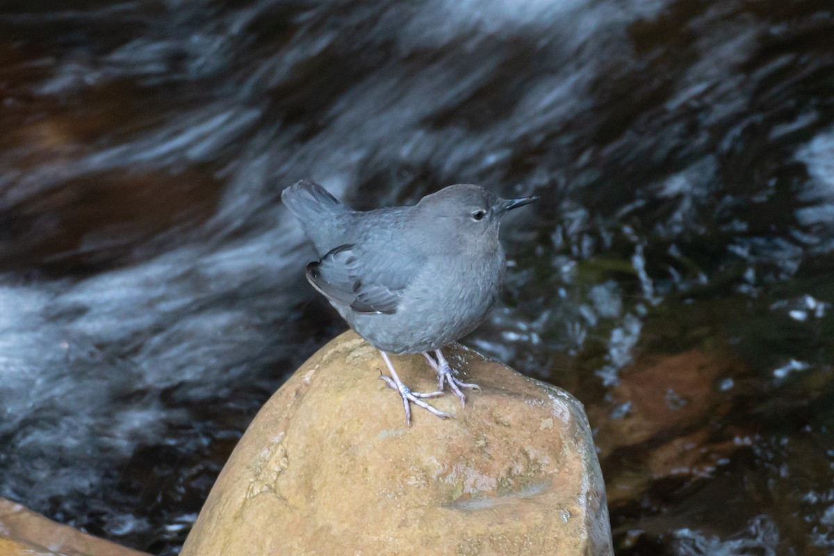 American Dipper - ML616454304