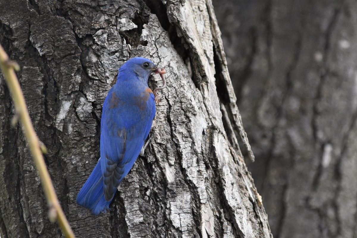 Western Bluebird - ML616454337