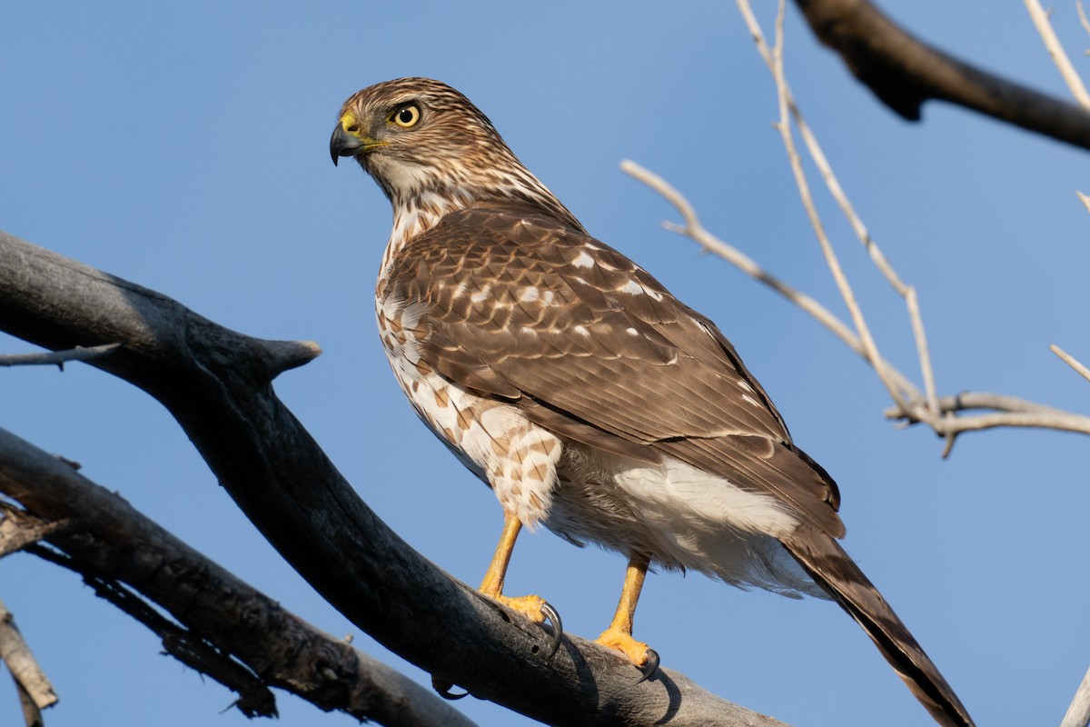 Cooper's Hawk - Andrew Kuntz