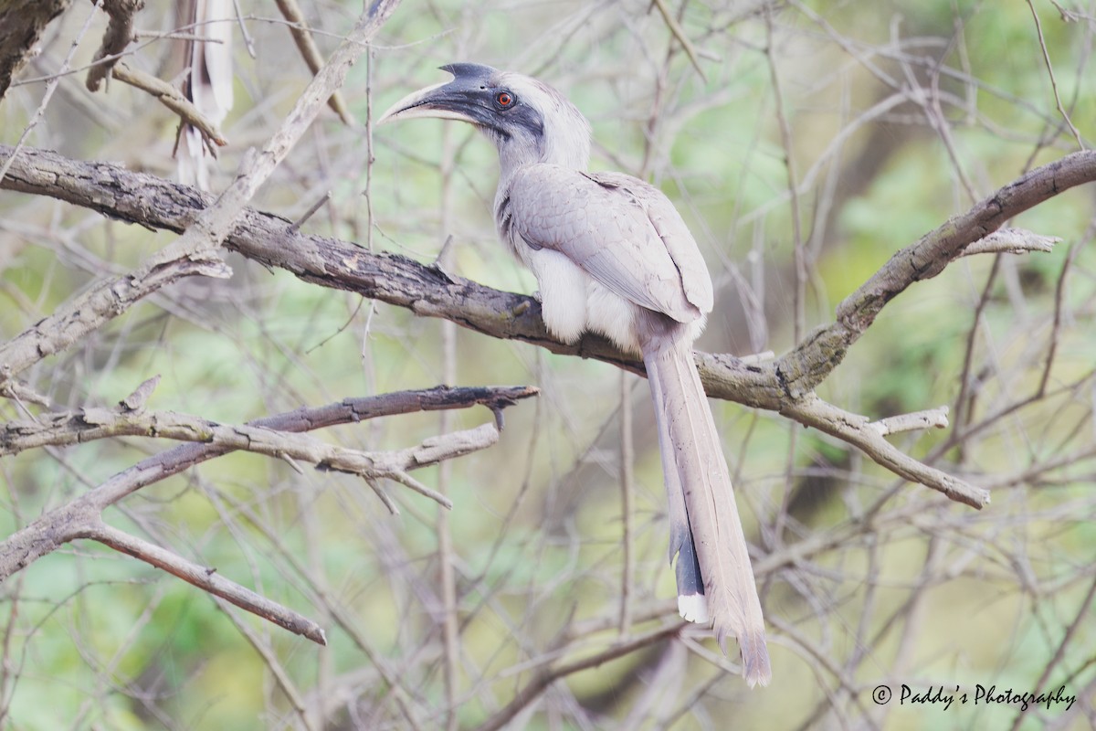 Indian Gray Hornbill - Padmanav Kundu