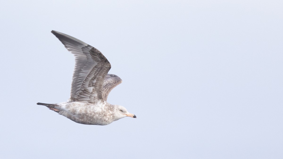 Herring Gull - ML616454358