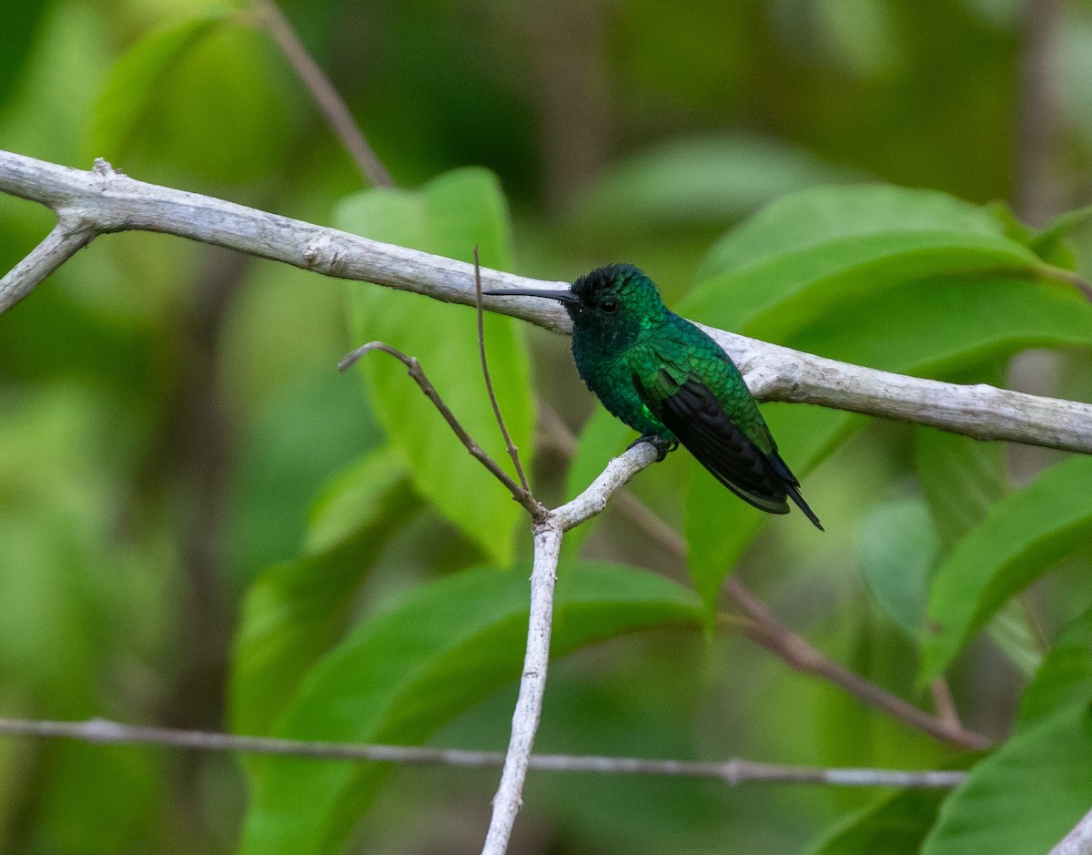 Shining-green Hummingbird - ML616454360