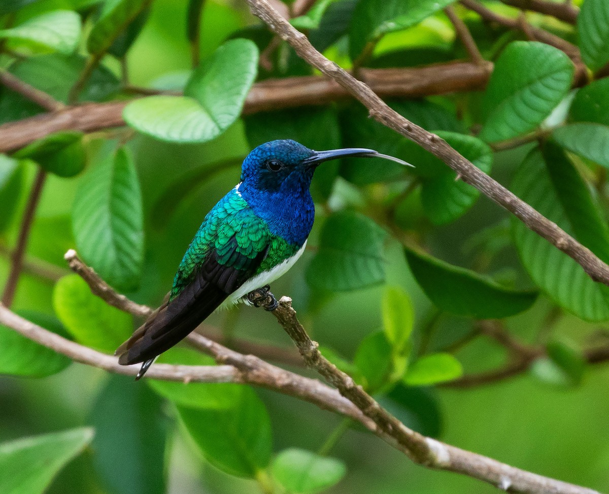 White-necked Jacobin - ML616454376