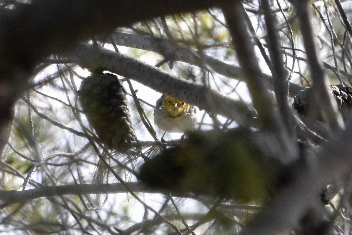 Hermit Warbler - ML616454377