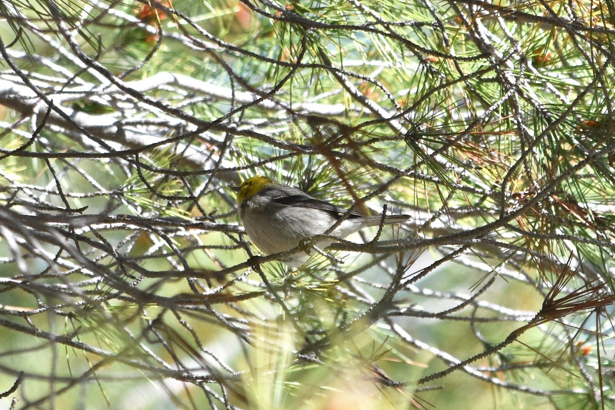 Hermit Warbler - ML616454378