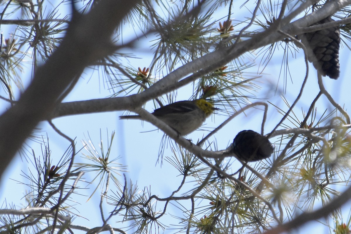 Hermit Warbler - Ryan G.