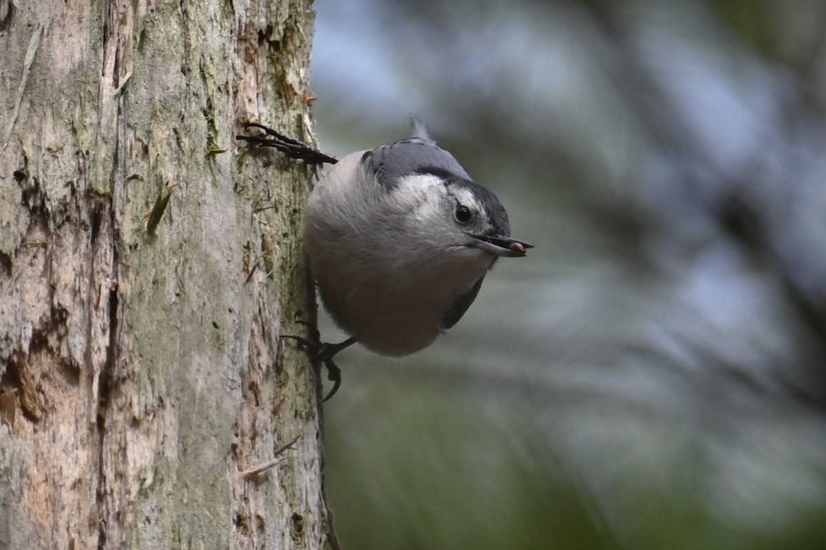 White-breasted Nuthatch - ML616454412