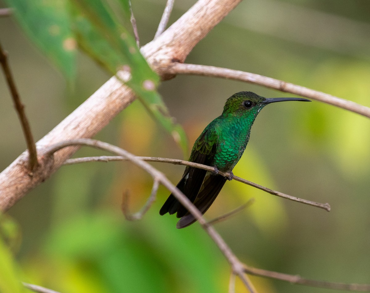 Colibrí de Buffon - ML616454417