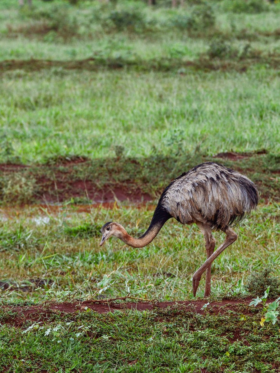 Greater Rhea - Elisa Focante