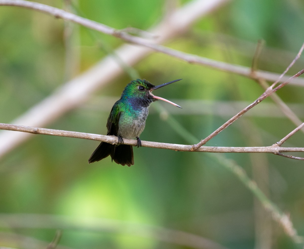 Blue-chested Hummingbird - ML616454449