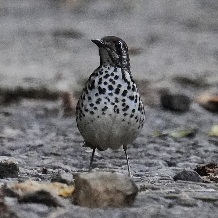 Spot-winged Thrush - Bushana Kalhara