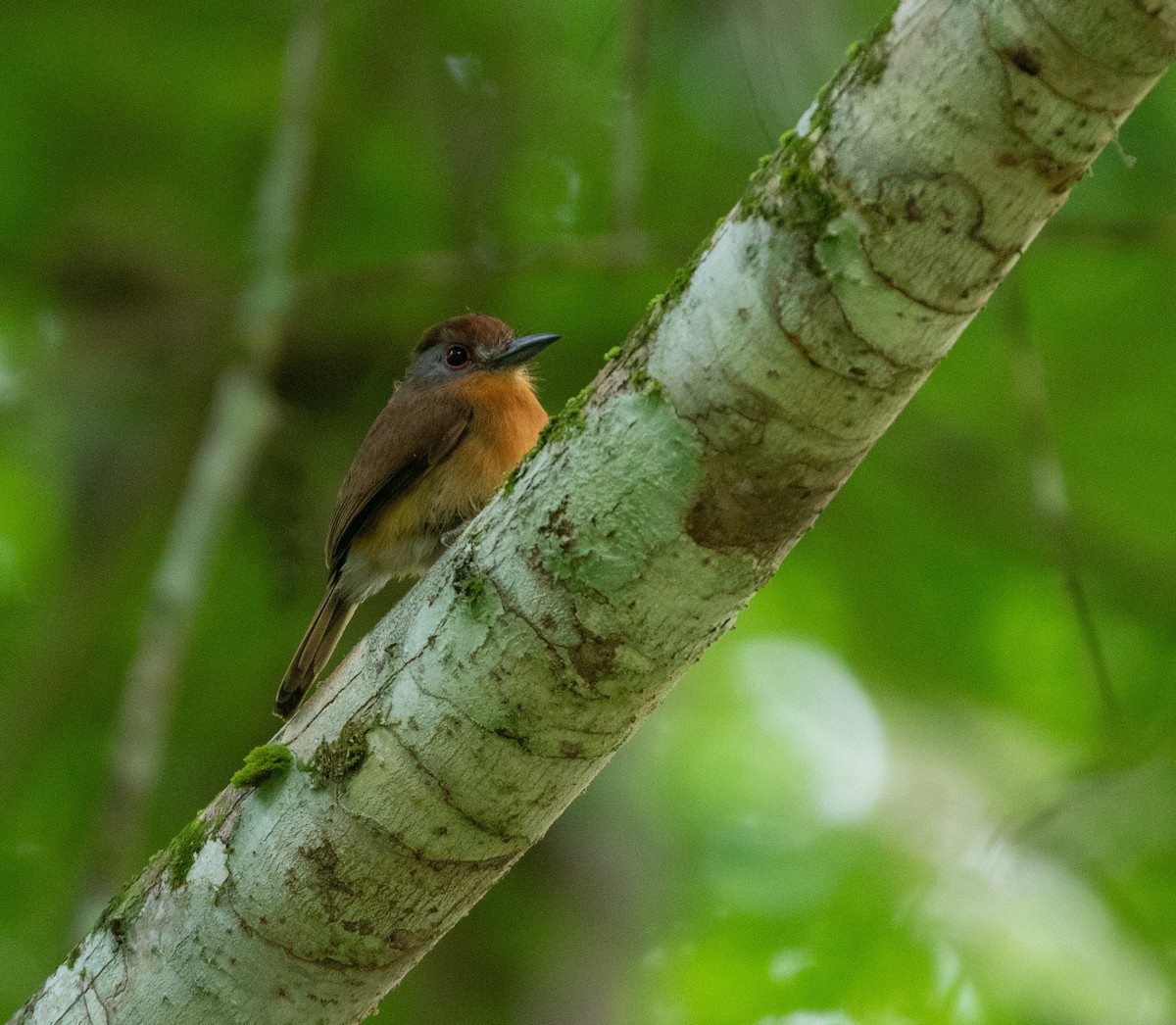 Gray-cheeked Nunlet - William Price