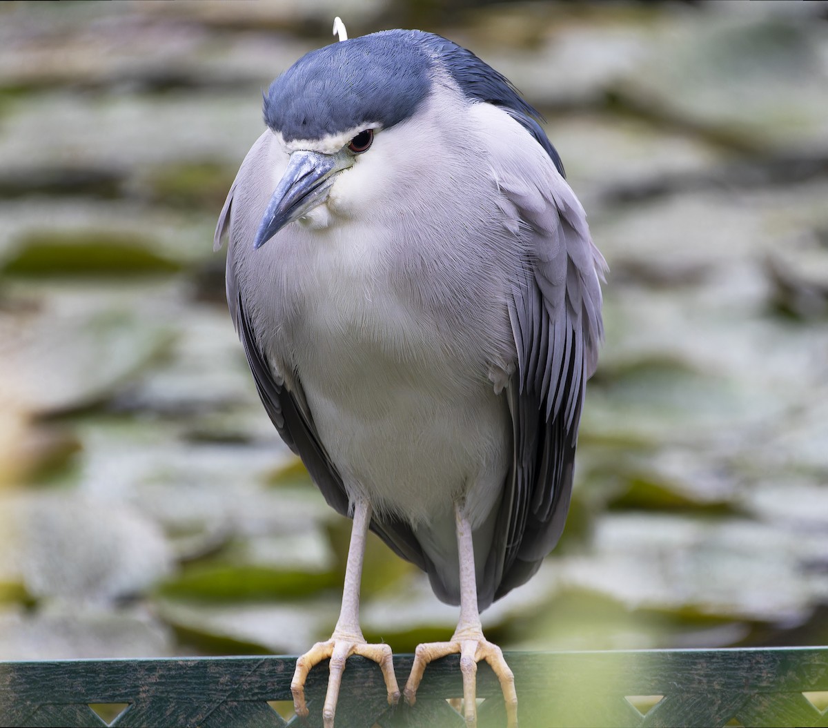 Black-crowned Night Heron - Matthieu Chotard