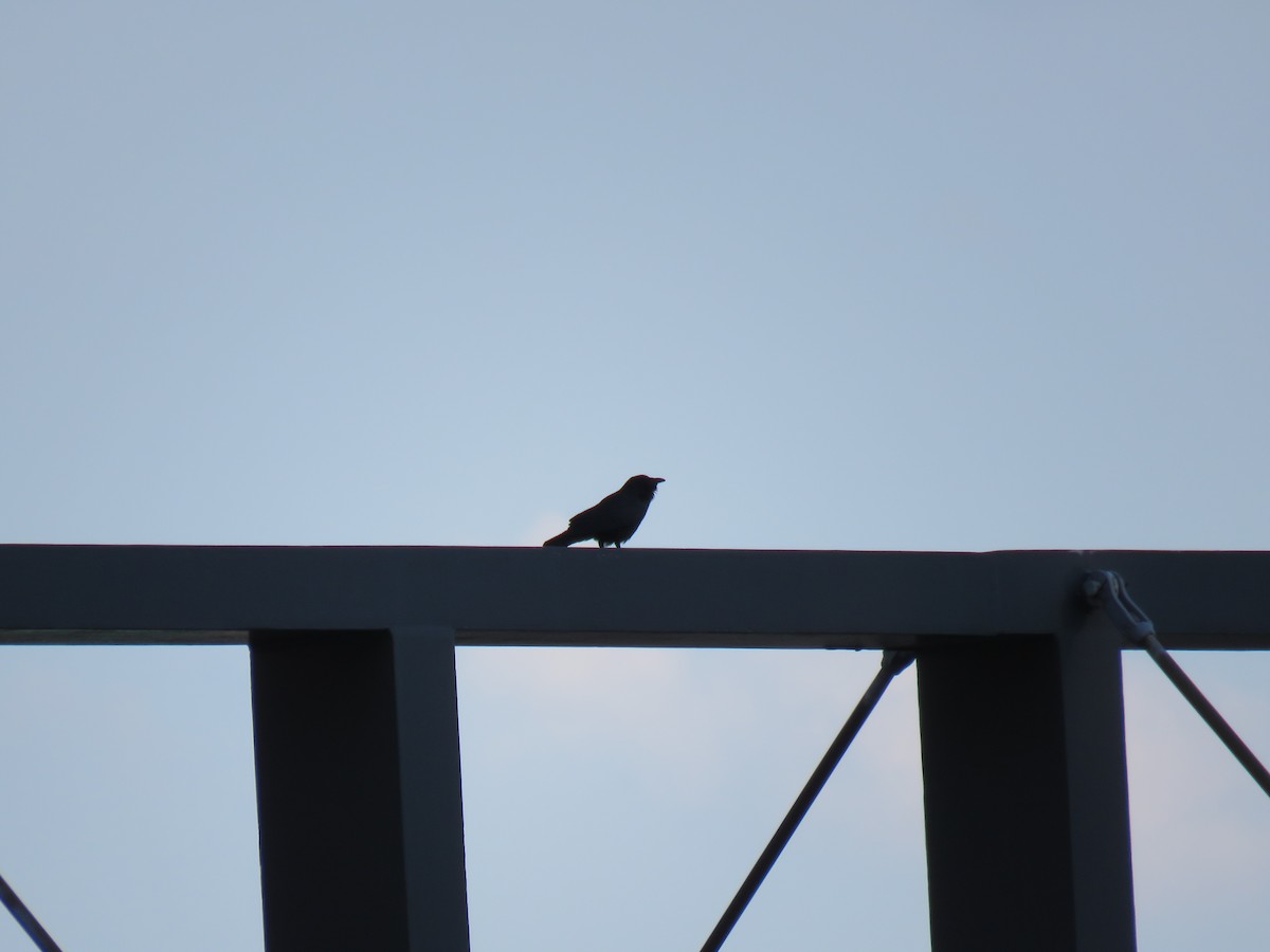 American Crow - ML61645471