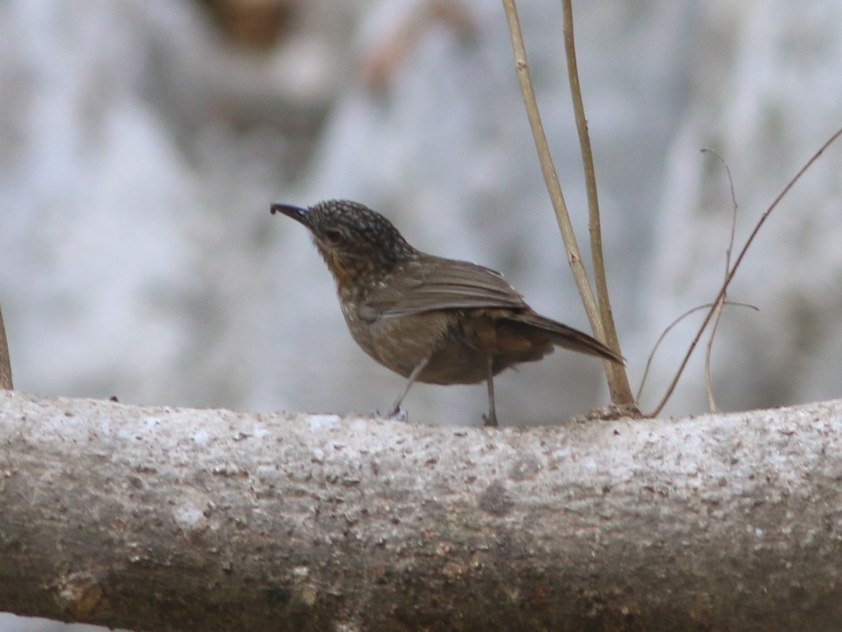 Rufous Limestone Babbler - John  Parr