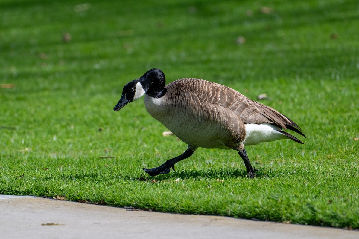 Canada Goose - Brent Reed