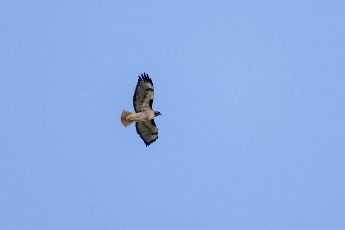 Red-tailed Hawk (calurus/alascensis) - ML616454846