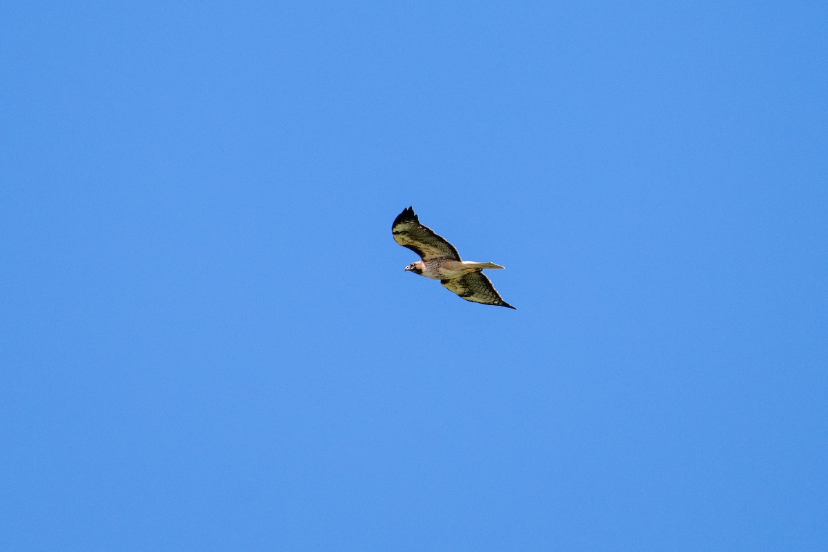 Red-tailed Hawk (calurus/alascensis) - ML616454848