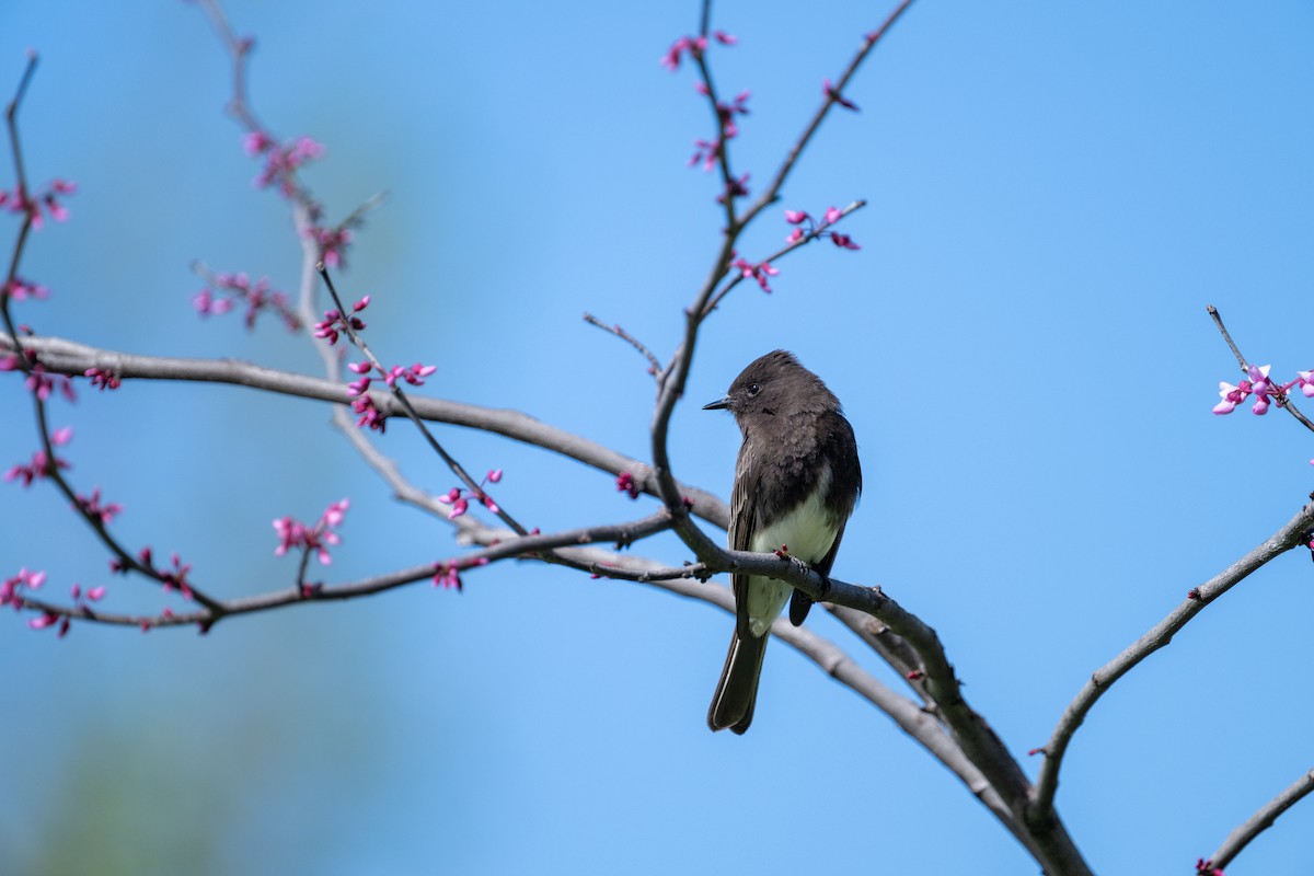 Black Phoebe - ML616454862