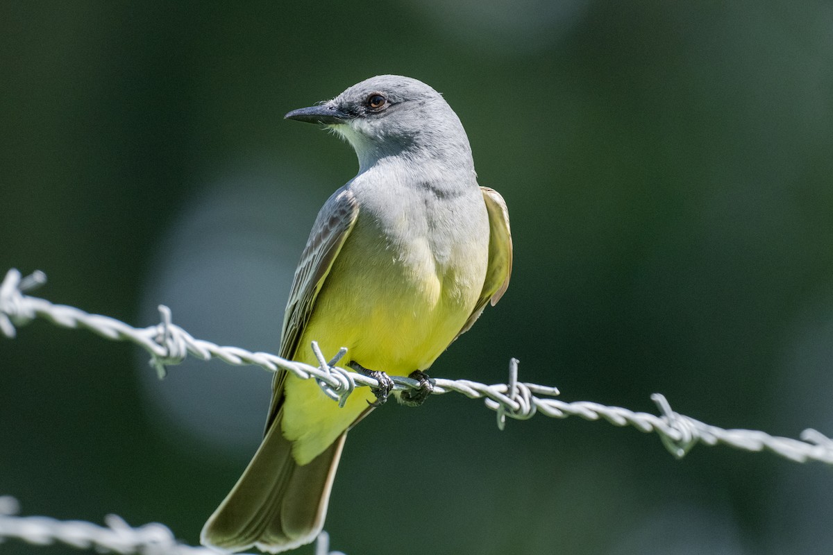 Cassin's Kingbird - ML616454866